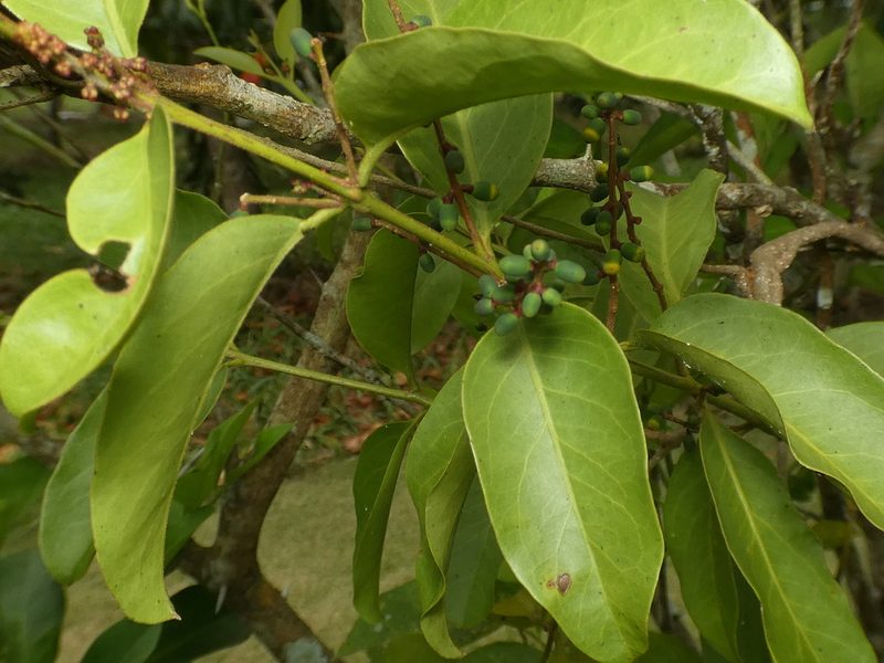 Passovia pyrifolia, photographed by Helio Lourencini