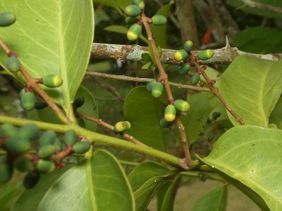Passovia pyrifolia, photographed by Helio Lourencini