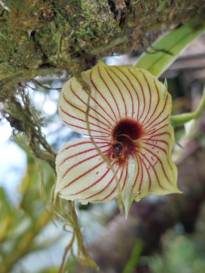 Telipogon pulcher, photographed by Daniel Mesa