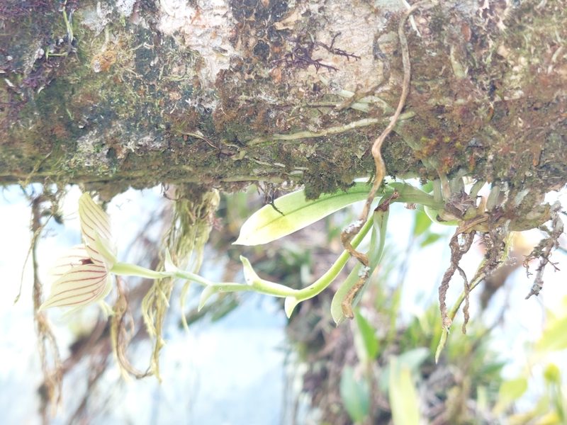 Telipogon pulcher, photographed by Daniel Mesa