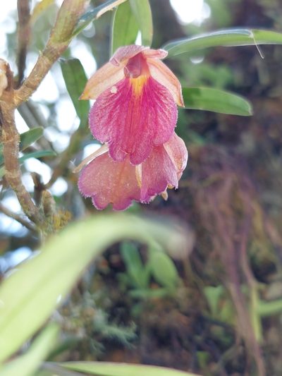 Epidendrum cleistocoleum, photographed by Daniel Mesa