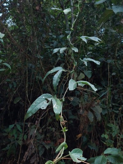 Passiflora trisulca, photographed by Daniel Mesa