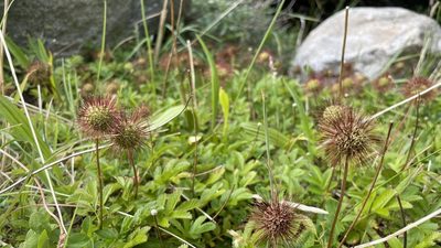 Acaena ovalifolia, photographed by Zinnia Xu