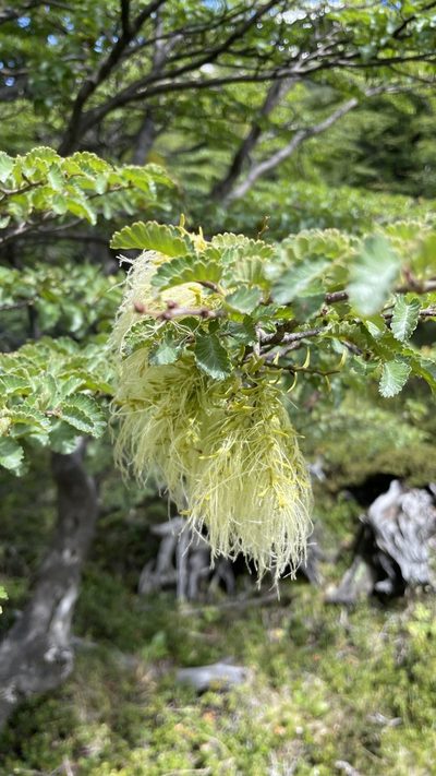 Misodendrum linearifolium, photographed by Zinnia Xu