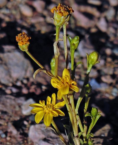 Gutierrezia mandonii, photographed by Hugo Hulsberg