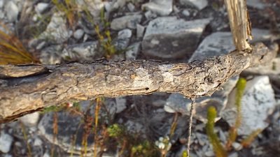 Amphithalea speciosa, photographed by Charles Stirton