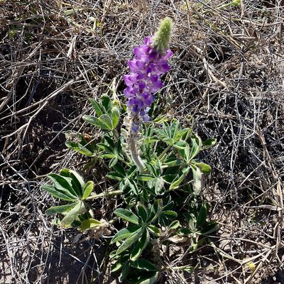 Lupinus arizonicus, photographed by Bill Levine