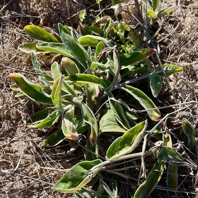 Froelichia xantusii, photographed by Bill Levine