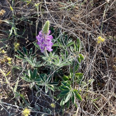 Lupinus arizonicus, photographed by Bill Levine