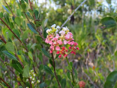 Byrsonima lucida, photographed by Alina Martin