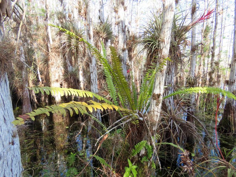 Nephrolepis exaltata, photographed by Alina Martin