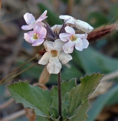 Pitraea cuneato-ovata, photographed by Hugo Hulsberg