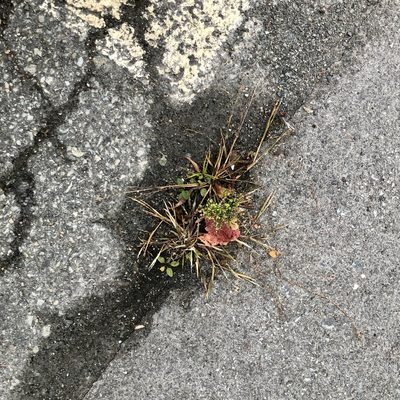 Digitaria ischaemum, photographed by Jamie VanBuskirk