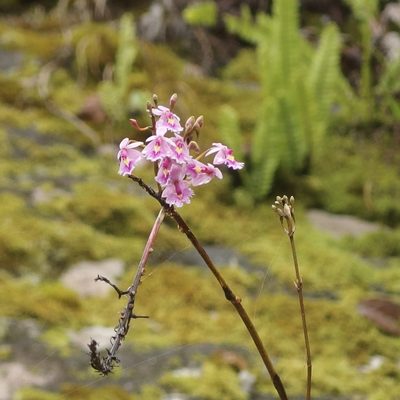 Epidendrum calanthum, photographed by Sue Carnahan