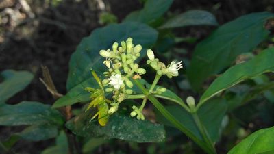 Psychotria carthagenensis, photographed by Lucas Kaminski