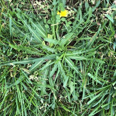 Scorzoneroides autumnalis, photographed by Jamie VanBuskirk