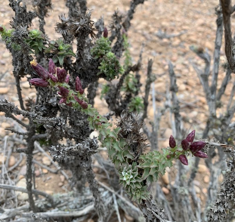 Haplopappus parvifolius, photographed by John G. Phillips