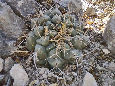 Thelocactus hexaedrophorus, photographed by Sandino Guerrero