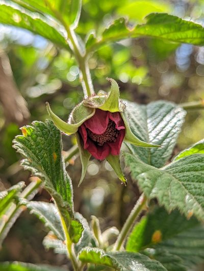 Rubus nubigenus, photographed by My-Lan Le