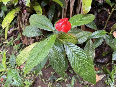 Palicourea tomentosa, photographed by Sue Carnahan