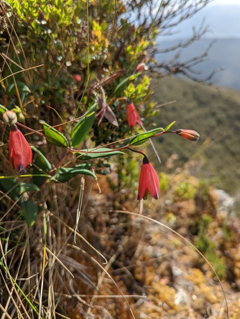 Bomarea pauciflora, photographed by My-Lan Le