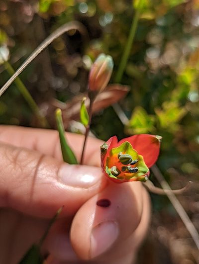 Bomarea pauciflora, photographed by My-Lan Le