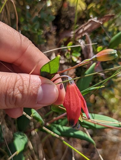 Bomarea pauciflora, photographed by My-Lan Le