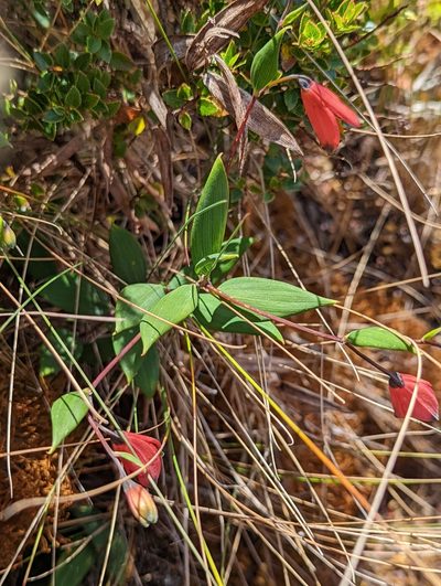 Bomarea pauciflora, photographed by My-Lan Le
