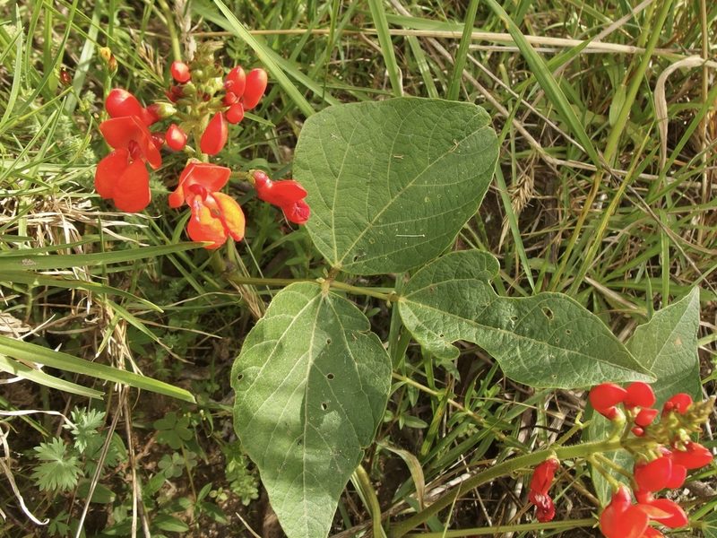 Phaseolus coccineus, photographed by Sue Carnahan