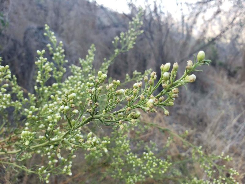 Baccharis paniculata, photographed by Cesar Ormazabal