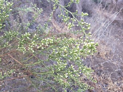 Baccharis paniculata, photographed by Cesar Ormazabal