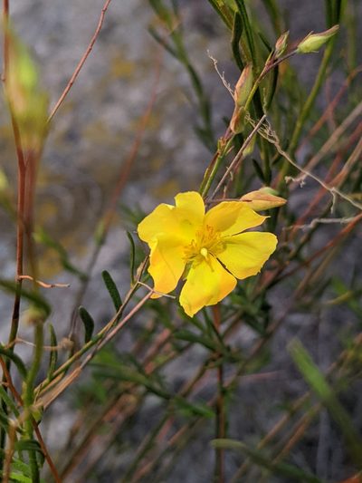 Crocanthemum aldersonii, photographed by Trevor Van Loon