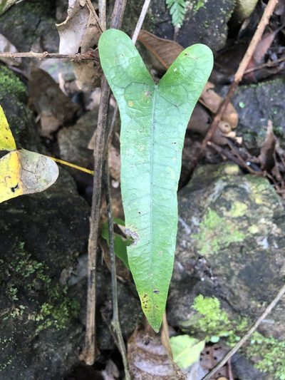Tinospora tinosporoides, photographed by Samuel Frankel