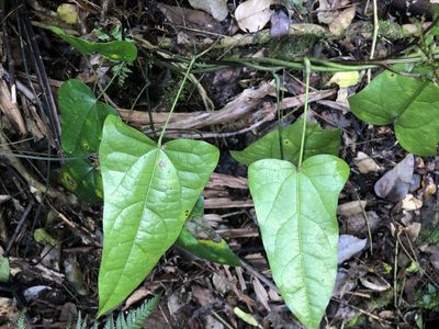 Tinospora tinosporoides, photographed by Samuel Frankel