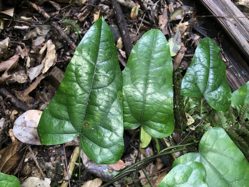 Tinospora tinosporoides, photographed by Samuel Frankel