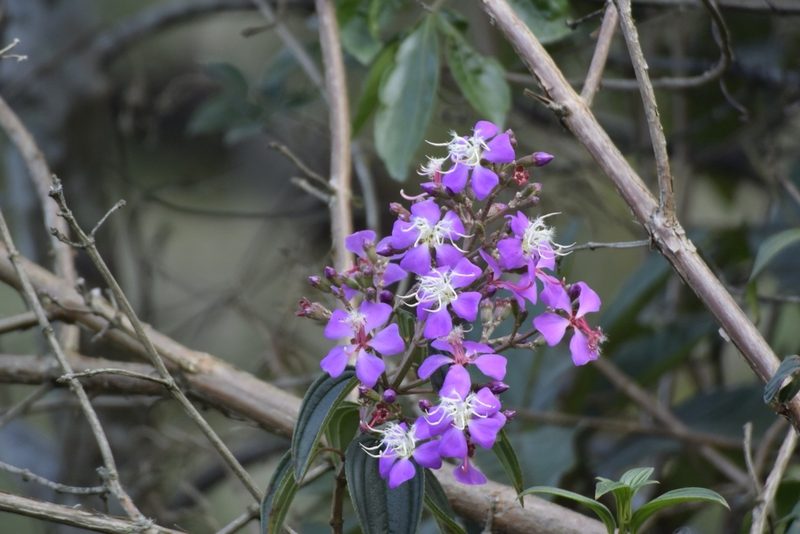 Tibouchina bipenicillata, photographed by My-Lan Le