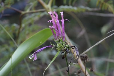 Siphocampylus longibracteolatus, photographed by My-Lan Le