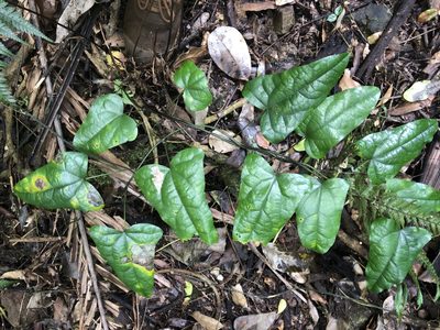 Tinospora tinosporoides, photographed by Samuel Frankel