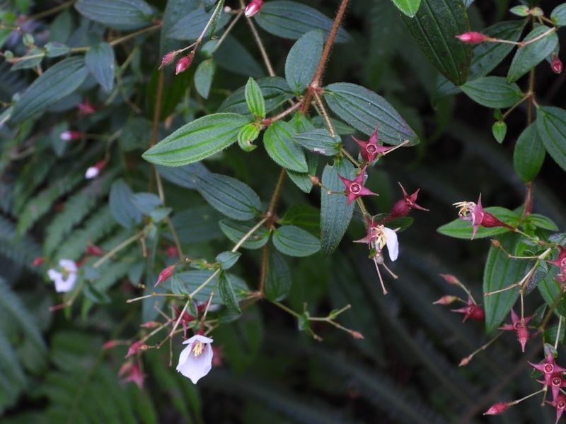 Monochaetum floribundum, photographed by Grete Pasch