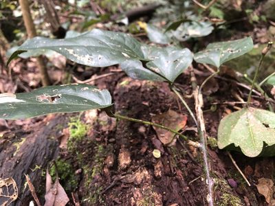 Tinospora tinosporoides, photographed by Samuel Frankel