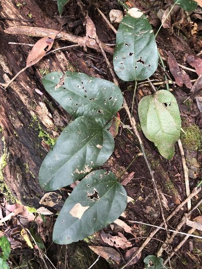 Tinospora tinosporoides, photographed by Samuel Frankel