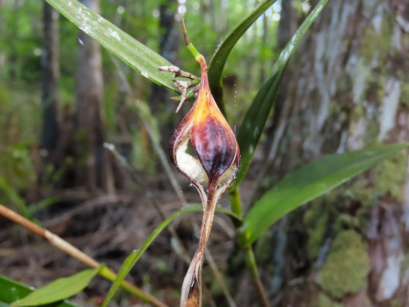 Epidendrum nocturnum, photographed by Alina Martin