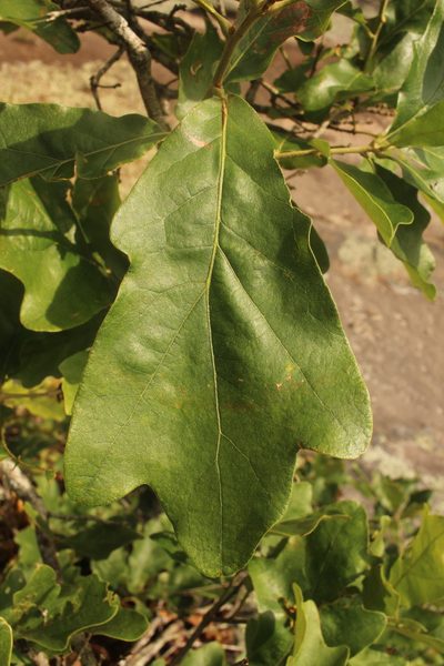 Quercus boyntonii, photographed by Scott Ward