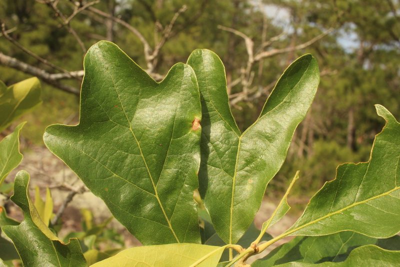 Quercus boyntonii, photographed by Scott Ward