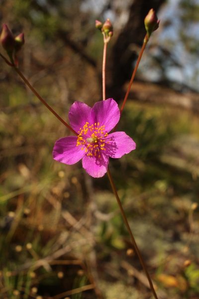 Phemeranthus mengesii, photographed by Scott Ward