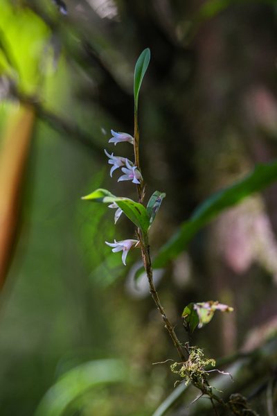 Maxillaria schlechteriana, photographed by Trevor Van Loon