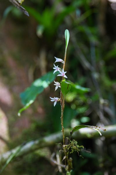 Maxillaria schlechteriana, photographed by Trevor Van Loon
