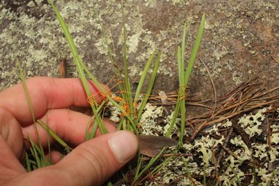 Cuscuta harperi, photographed by Scott Ward