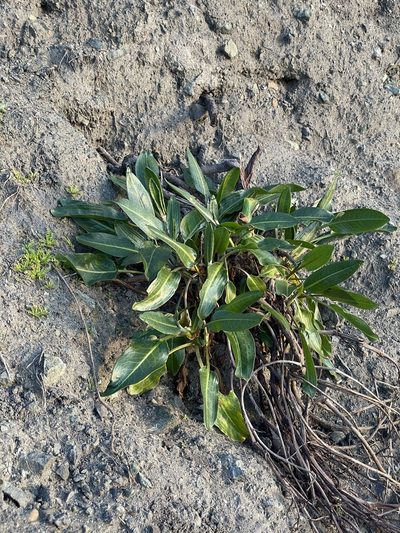 Rumex crassus, photographed by Roger Raiche