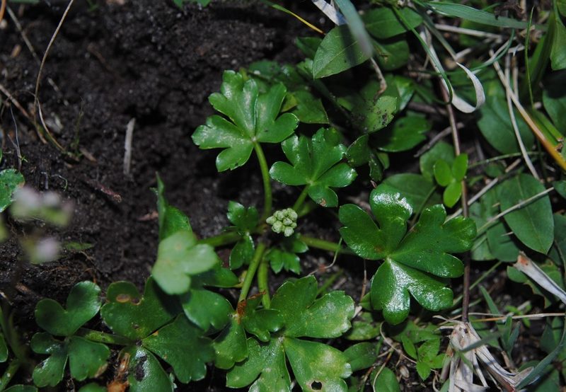 Diposis saniculifolia, photographed by ANDRÉS GONZÁLEZ